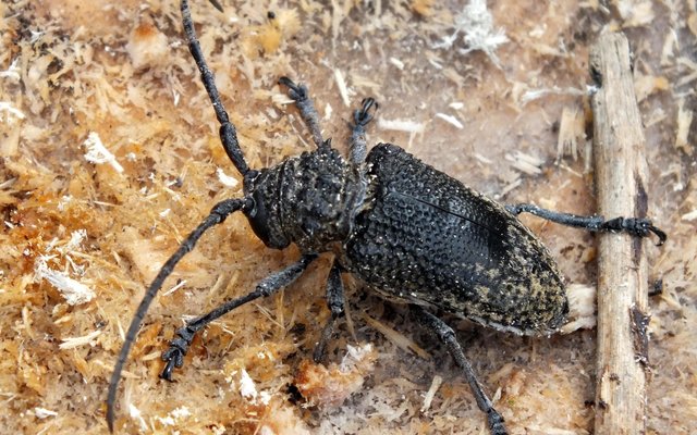 Die vyeboom boorinsek in sy kewer-stadium